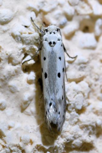 Ethmia terminella
